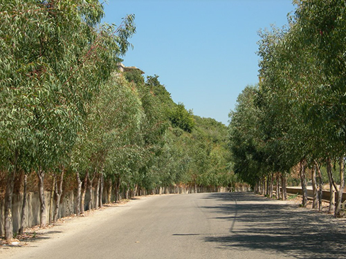 صور من دفون