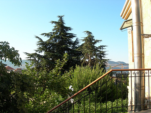 صور من دفون